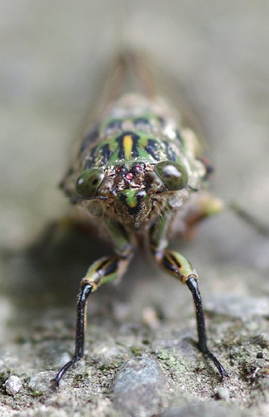 IMGP5364.jpg - I found this fellow on the path outside our back door during January.  I have no idea what it is but I find the three red spots on its head very interesting.