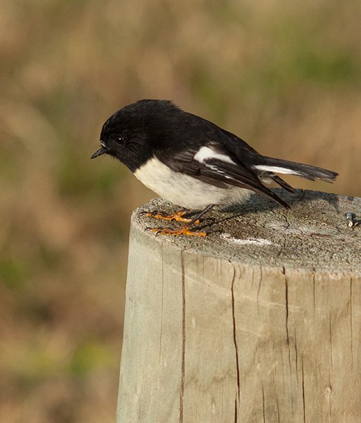IMGP6357.jpg - On the way home from our trip up north we stopped at a rest area near Lewis Pass.  This tomtit came out of the bush and stayed long enough for me to grab a long lens and snap a few photos.