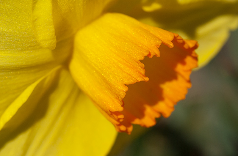 IMGP6448.jpg - Then out came the Spring blooms.  I always find daffodils very difficult to photograph because they're so 3-dimensional and if I stop down too much the background becomes distracting.