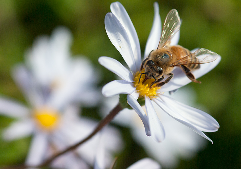 IMGP6454.jpg - And when the flowers bloom, the bees come out.