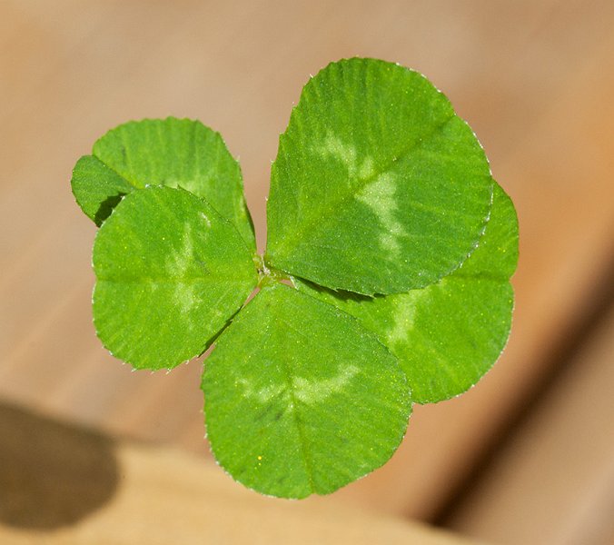 IMGP6531.jpg - I discovered a clover plant on our back lawn that was growing about half a dozen four-leaf clovers along with this one with five leaves.  I've avoided mowing it since then and it's been regularly producing more with 4 leaves since then.They haven't brought me a lot of luck yet.  Maybe I don't drink enough Guinness.