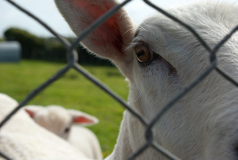 IMGP6576.jpg - We stayed at a Bed & Breakfast while on the West Coast and they had some curious sheep out the back.  Apparently the lambs were all confused because their mothers had been shorn and they couldn't recognise who was who.It absolutely hosed down the following day which caused serious flooding in the Greymouth area.  The West Coast is renowned for its rain so they're used to dealing with it.
