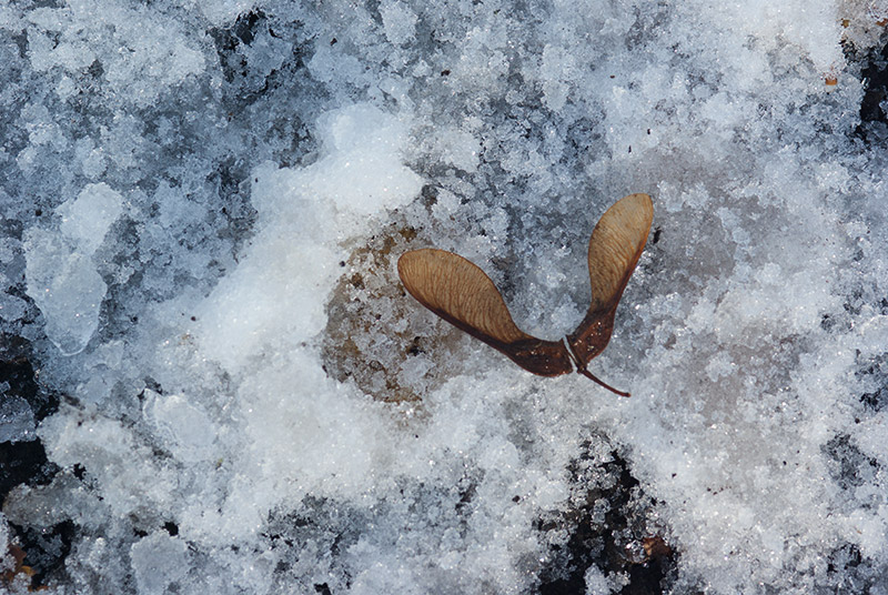 _IGP7304-ver2.jpg - ...then it snowed again in July, and frosted hard just as the snow started to melt.