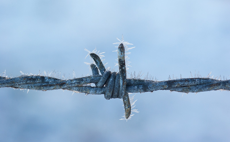 _IGP7305-ver-2.jpg - A touch of hoar frost on barbed wire.