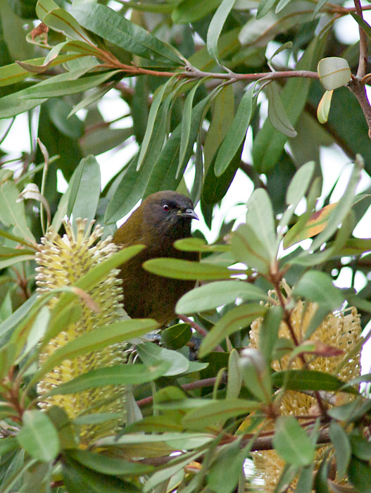 Bellbird