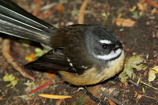 Fantail