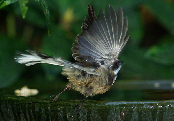Fantail