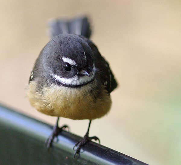 Fantail