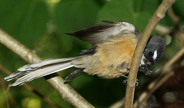 Fantail