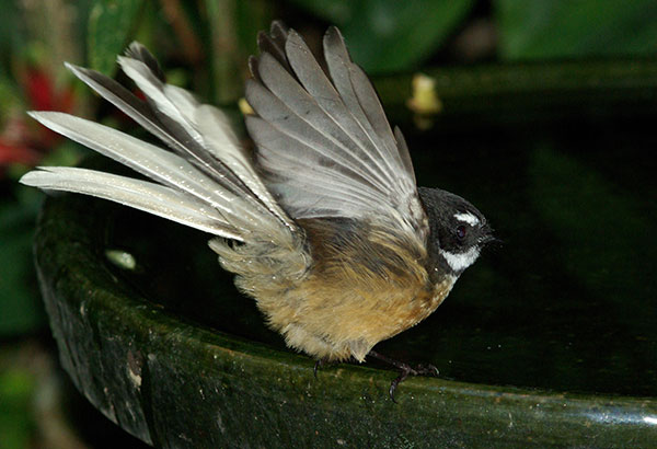Fantail