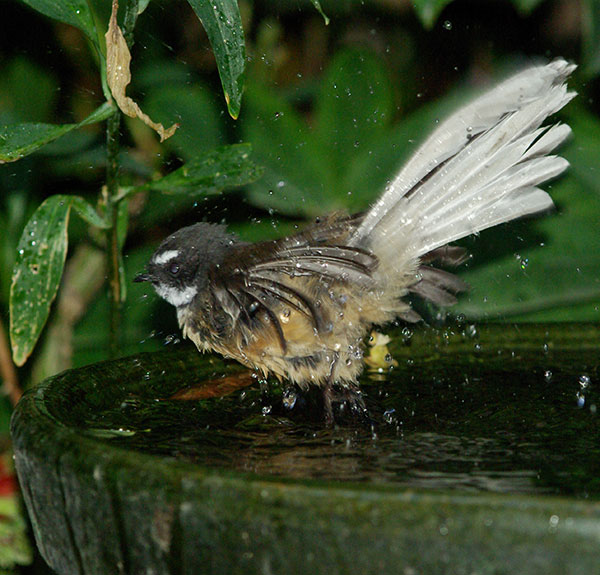 Fantail