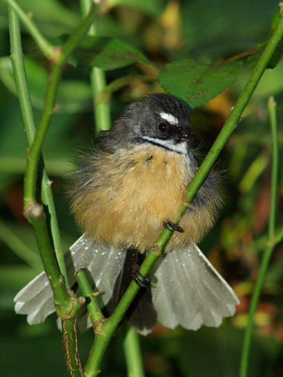 Fantail
