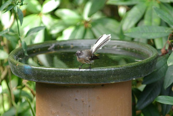 Swimming Fantail