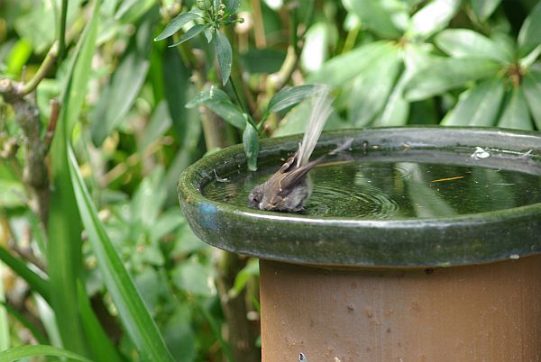 Swimming Fantail