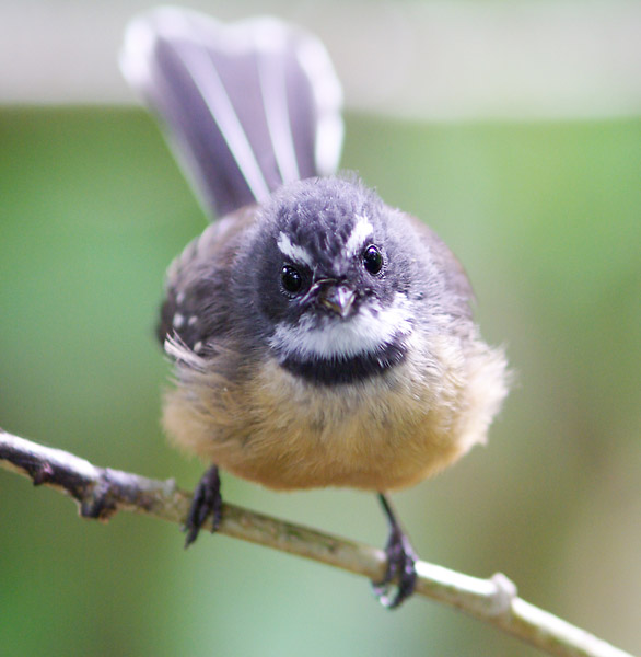 Fantail