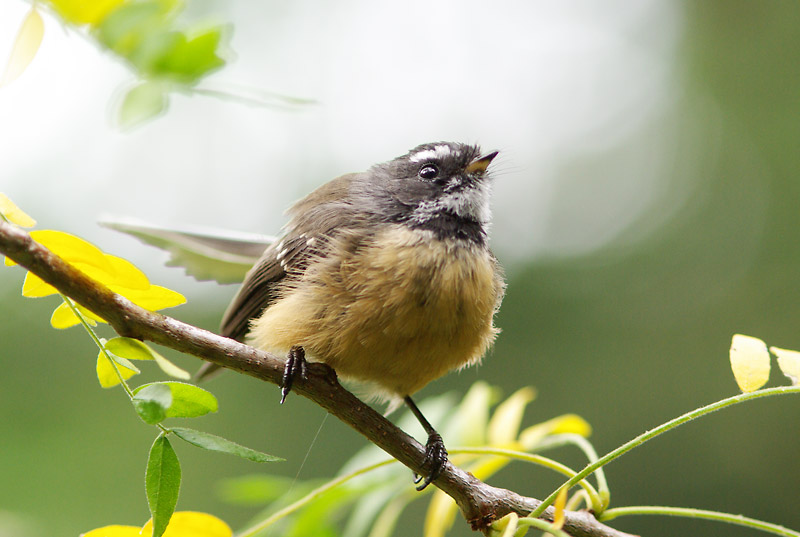 Fantail