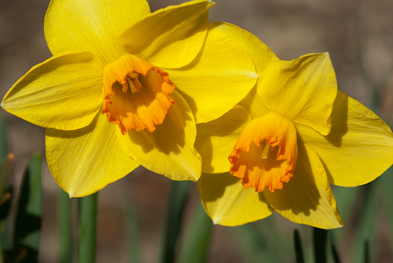 IMGP6450.jpg - Two daffodils