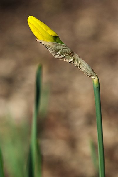 IMGP6451.jpg - Ready to burst