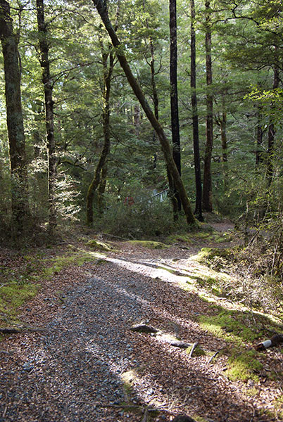 IMGP6342.jpg - Forest Path 2