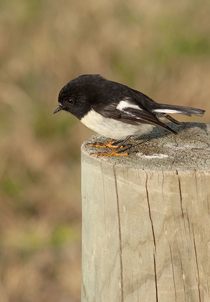 IMGP6357.jpg - A little tit