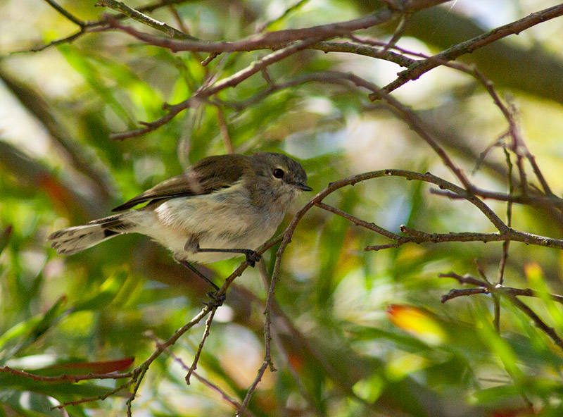 Grey Warbler