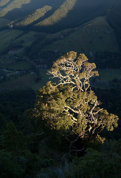 IMGP6333.jpg - Tree in afternoon light