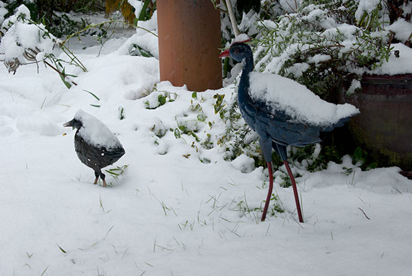 IMGP6377.jpg - Pukekos playing in the snow