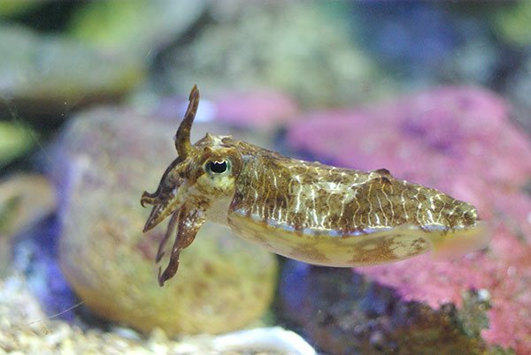 IMGP4565.jpg - This guy is keeping an eye on one of the aquarium staff who had dived into the tank to do some cleaning.
