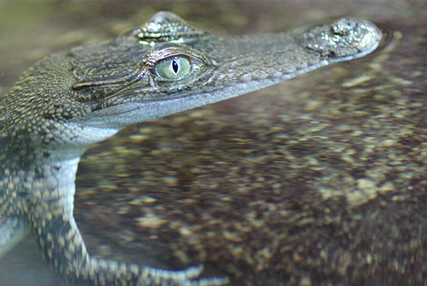 IMGP4695.jpg - A freshie at Wildlife World