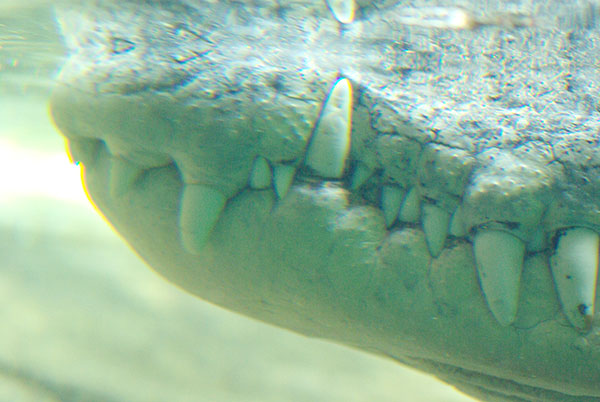 IMGP4696.jpg - Not hanging around to find out exactly what this is