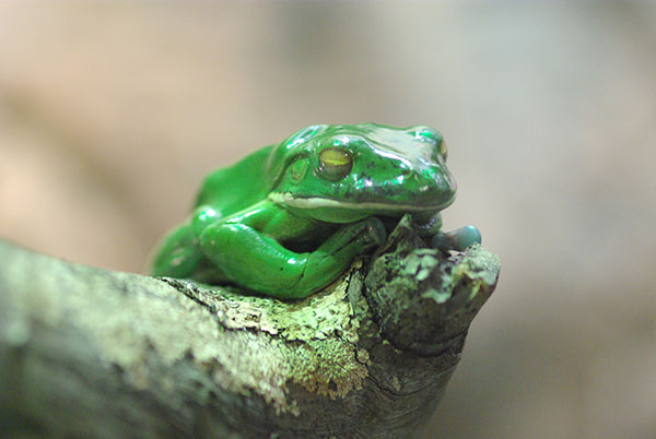 IMGP4701.jpg - A sleepy frog