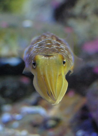 Cuttlefish