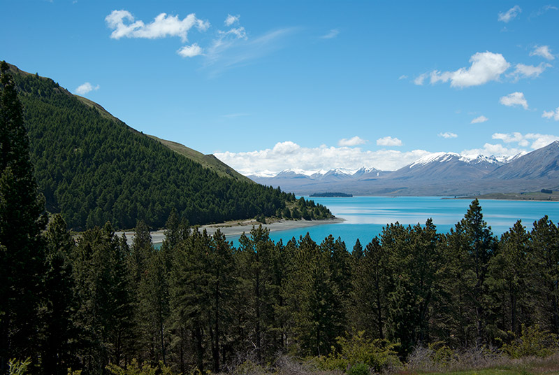 _IGP7583.jpg - View of Lake Tekapo from the walking track.  The camping ground is just past those trees, close to the lake shore.