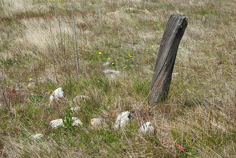 _IGP7589.jpg - An old fence post