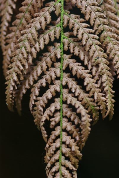 Fern