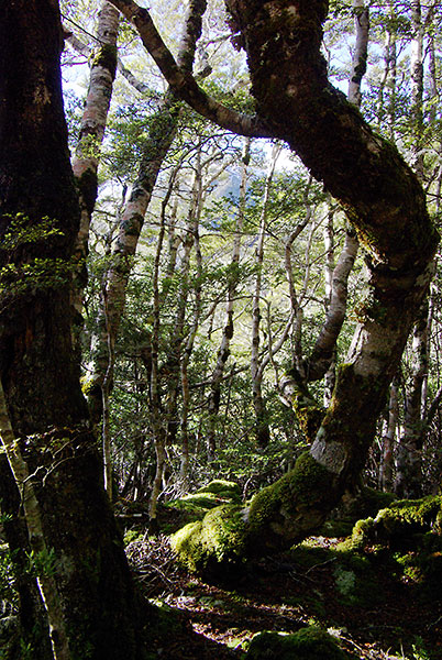 IMGP6255.jpg - The start of the St James Walkway, close to Lewis Pass