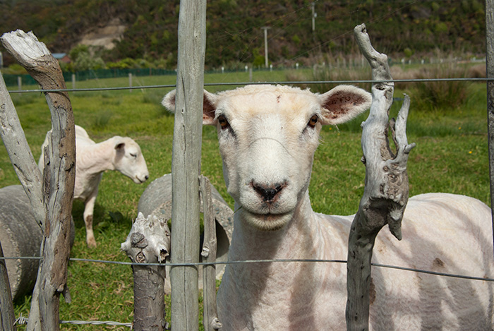 IMGP6580.jpg - More curious sheep.  The adult sheep had been shorn and the lambs were a bit confused about who their mothers were.