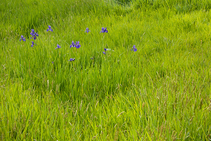 IMGP6600.jpg - A patch of irises we found in the cemetery