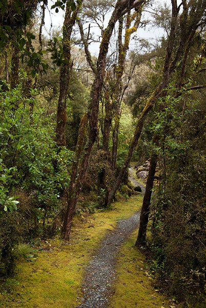 IMGP6621.jpg - The track on the way to Londonderry Rock.  The bush is slowly reclaiming the old tailings from the gold sluicing operations over a century ago.